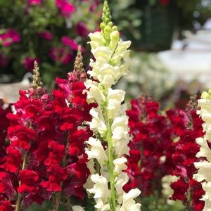 Meet your Posher, Rose